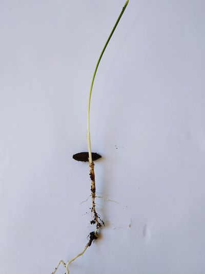 Close-up of insect on plant during winter