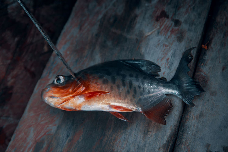 High angle view of dead fish on wood