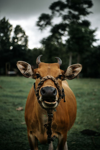 Cow eat today