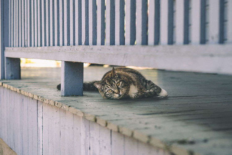 Portrait of tabby cat relaxing on porch