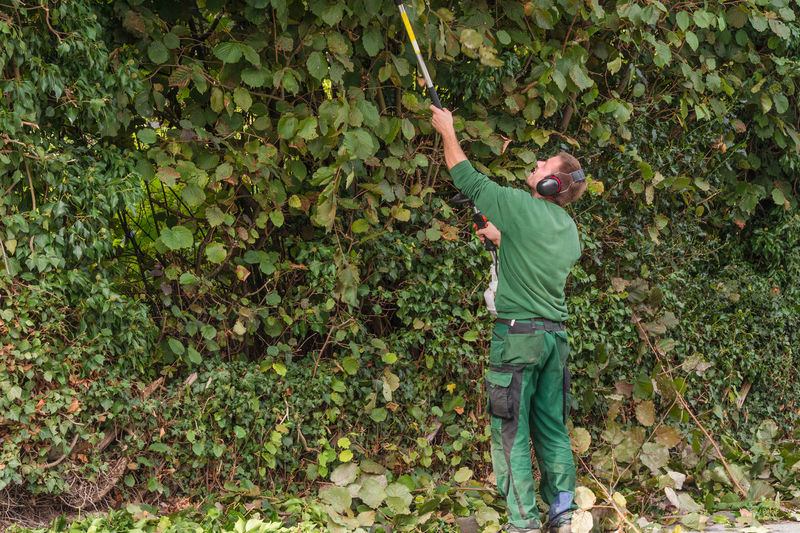 Gardener trimming hedges at park