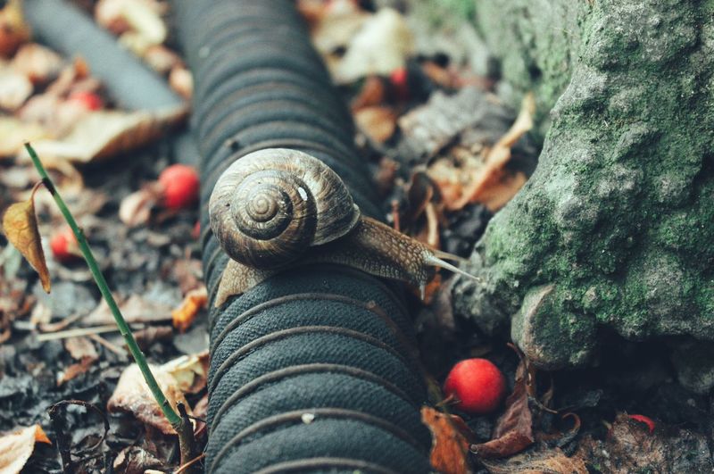 Close-up of a garden snail crawling through the hose pipe