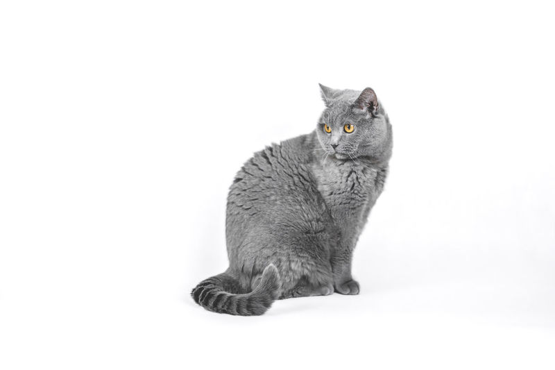 Cat sitting on white background