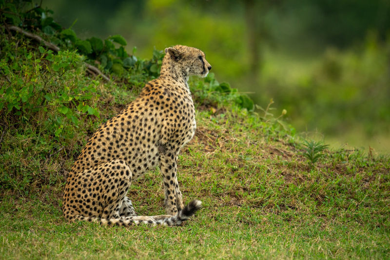 Cheetah sits by grassy bank near trees