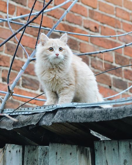 Portrait of cat sitting on wood against fence