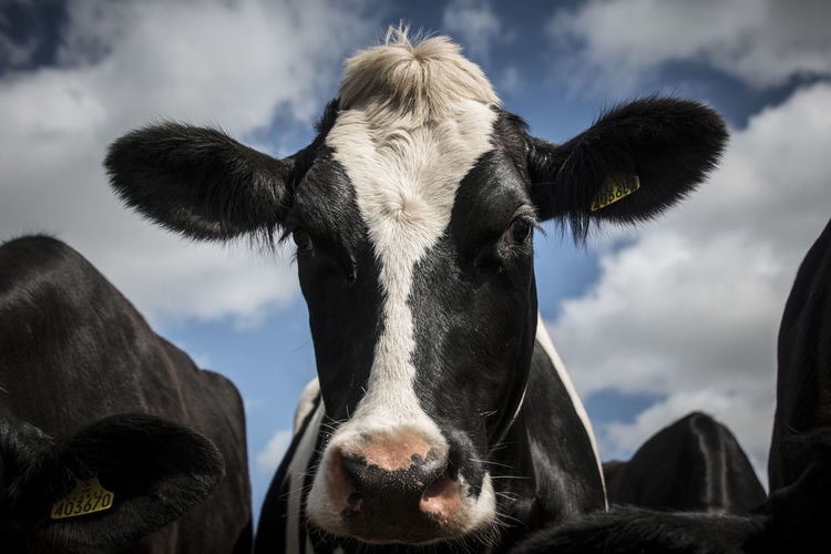 Portrait of cow against sky