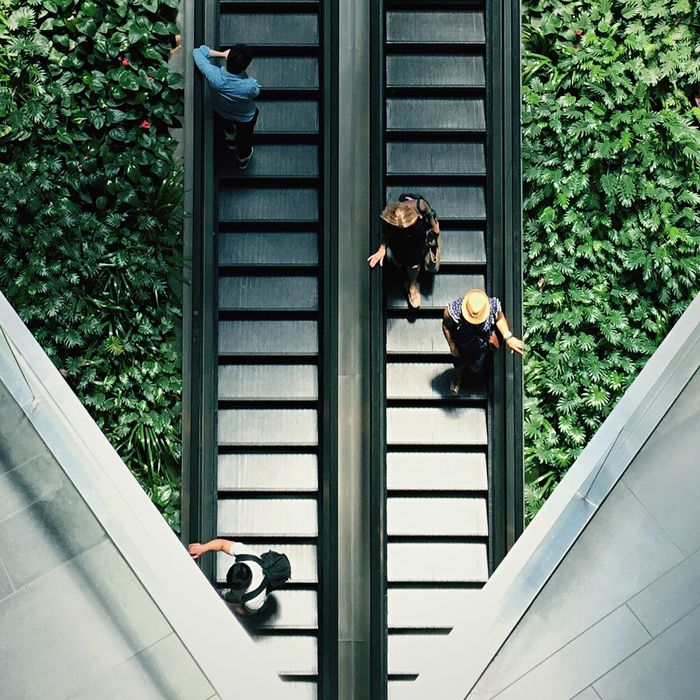 High angle view of people on escalator amidst plants