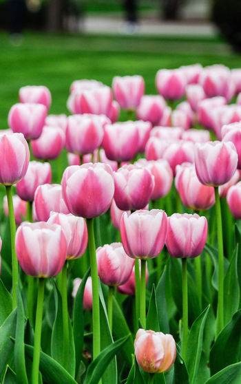 Close-up of pink tulips growing in field
