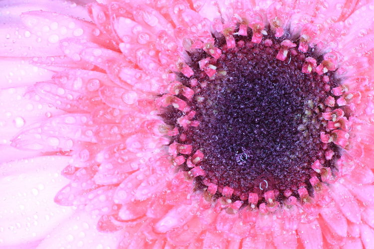 Full frame shot of pink rose flower