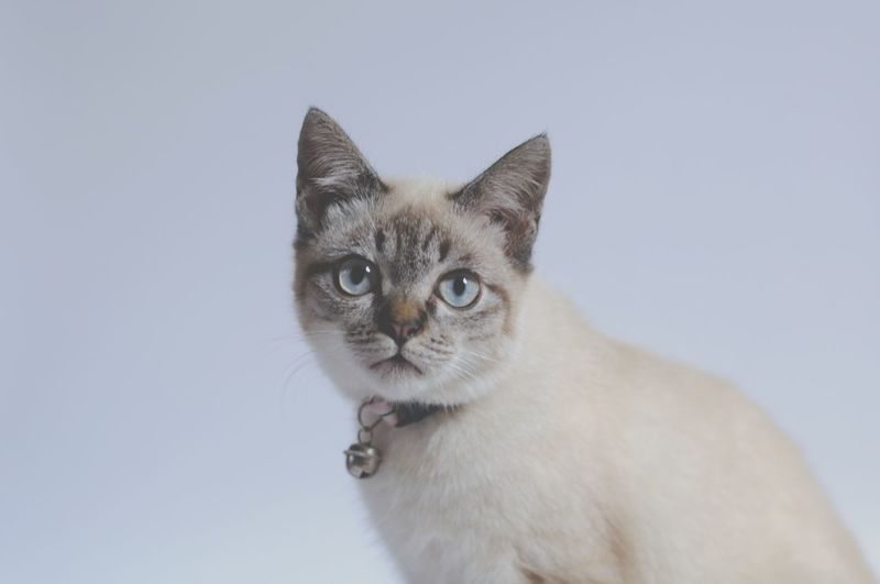 Portrait of a cat against white background