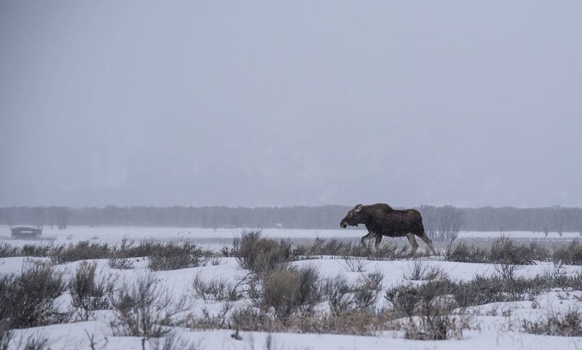Moose on snow covered landscape