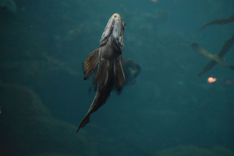 Fish swimming in sea