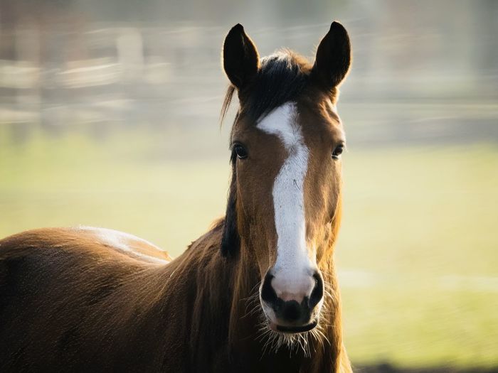 Portrait of a horse