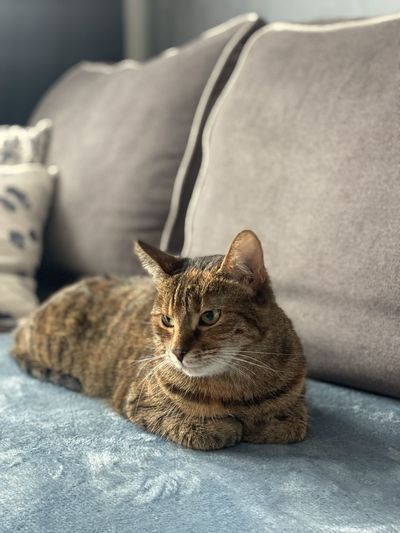 Close-up of cat sitting on sofa at home