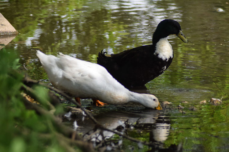 Close-up of duck swimming on lake