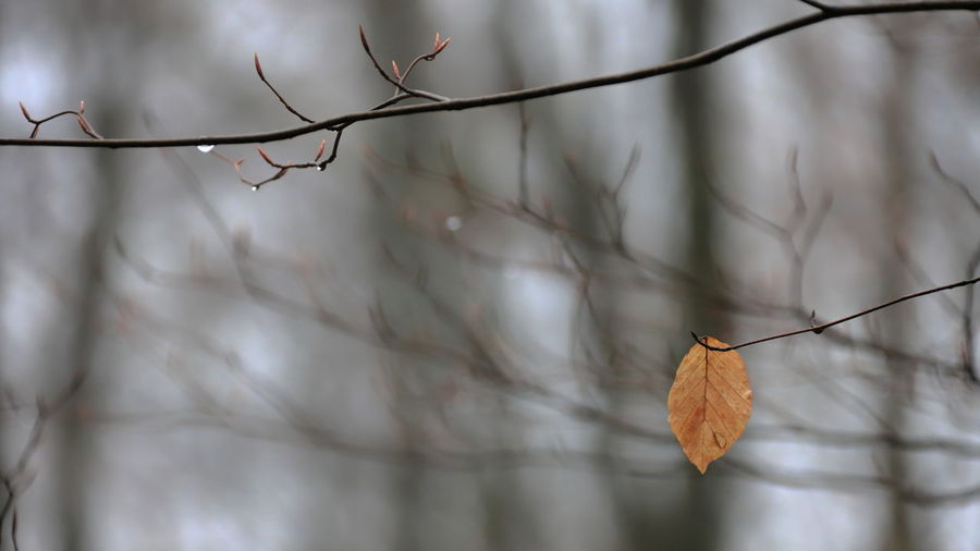 Close-up of dry leaves on branch against blurred background