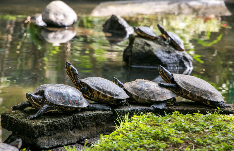 Turtles in a lake