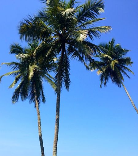 Low angle view of palm trees against clear blue sky