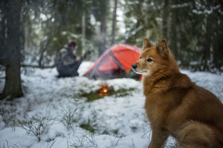 Dog sitting in winter forest