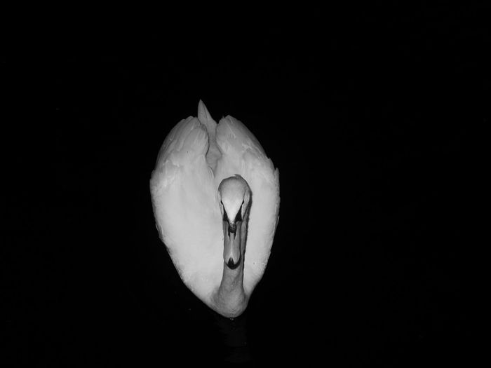 Close-up of swan in water against black background