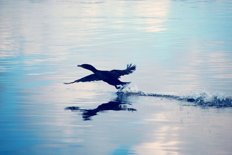 Bird flying over a lake