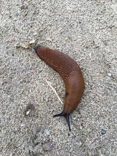 Slug on sand