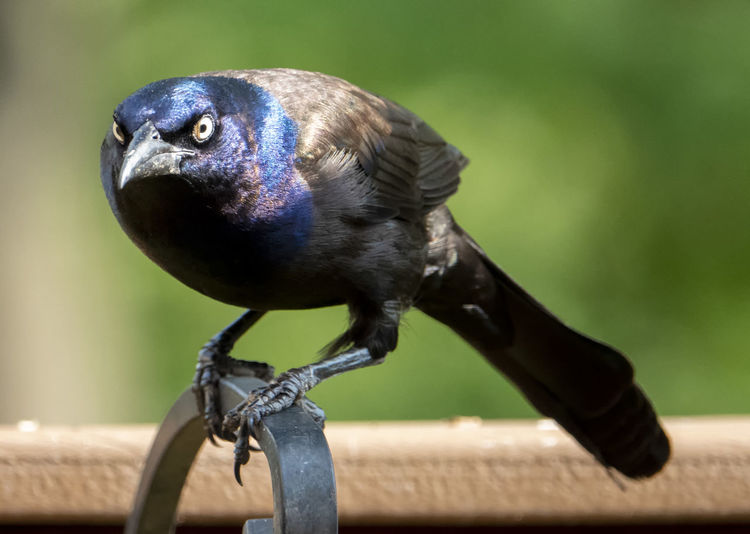 Scary face on a grackle