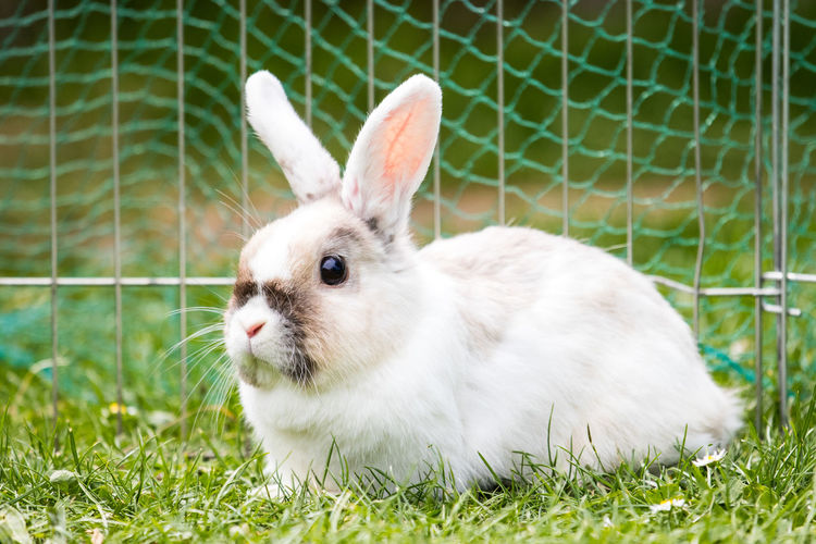 Close-up of white rabbit on field