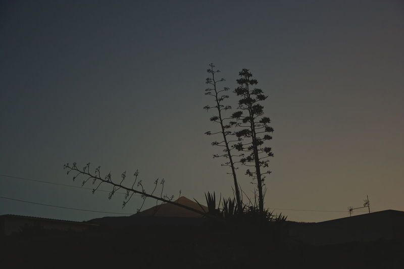 Low angle view of silhouette plant against clear sky at sunset