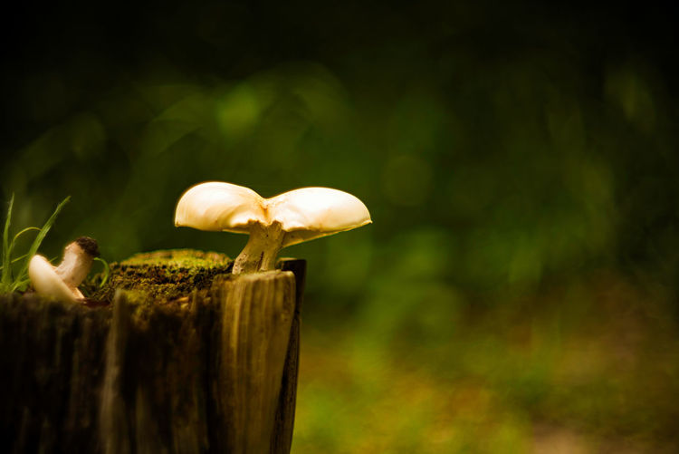 Close-up of mushrooms on wooden post