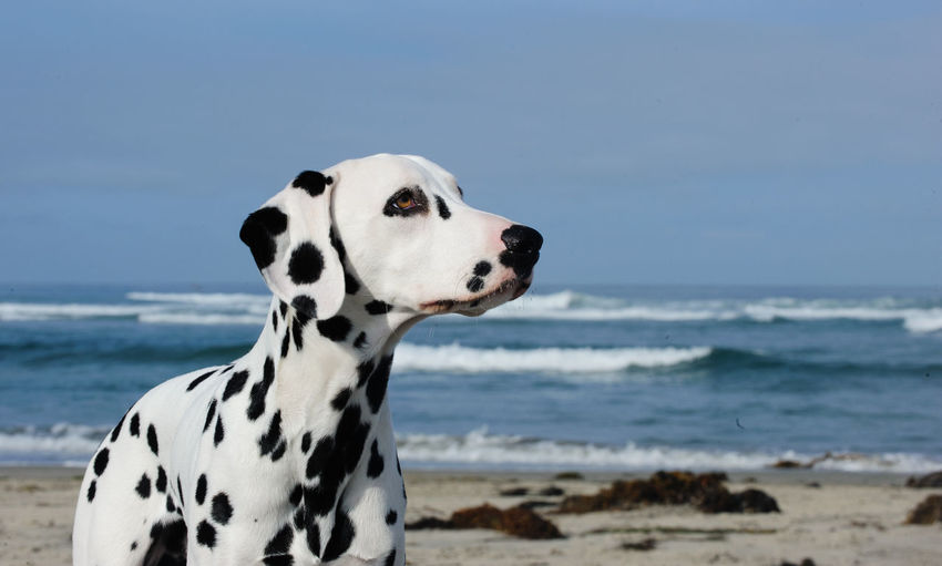 Close-up of dog on beach against sky