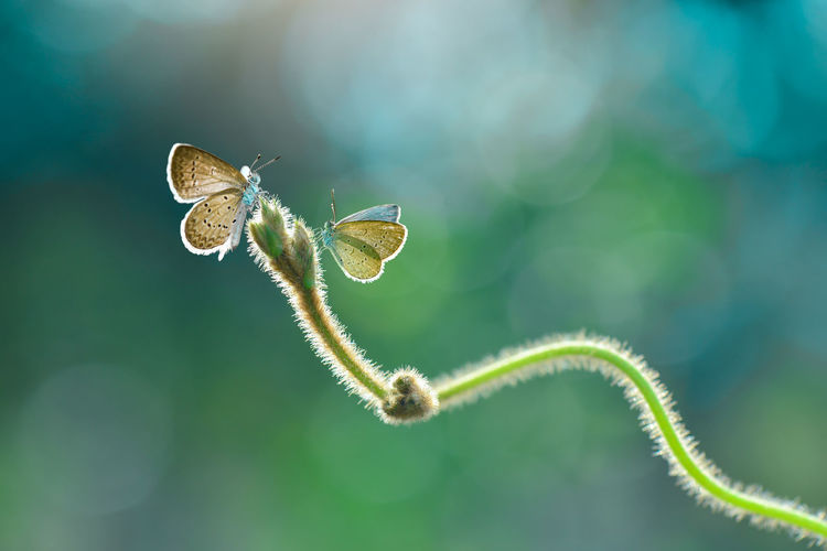 Close-up of butterflies on plant stem