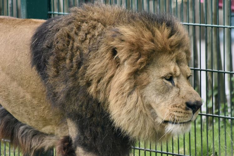 Close-up of a lion