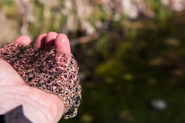 Close-up of frog eggs in man's hand 
