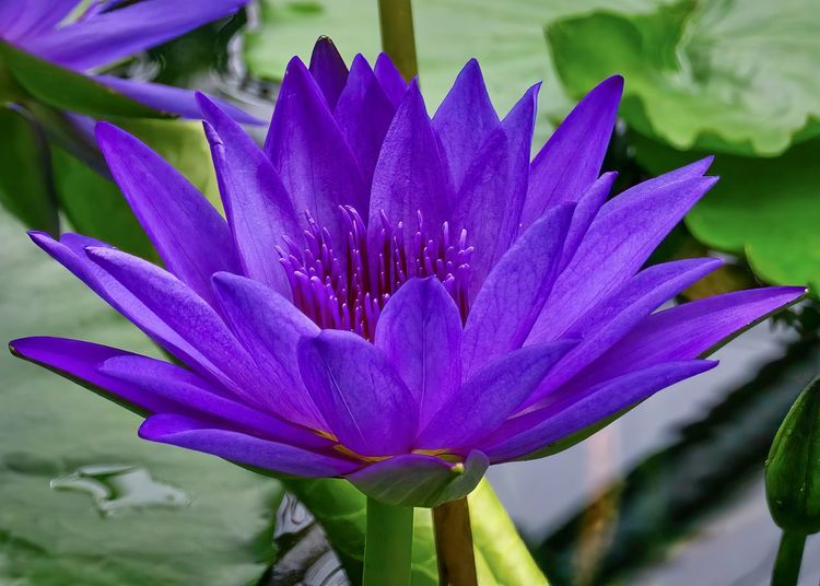 Close-up of purple flowe