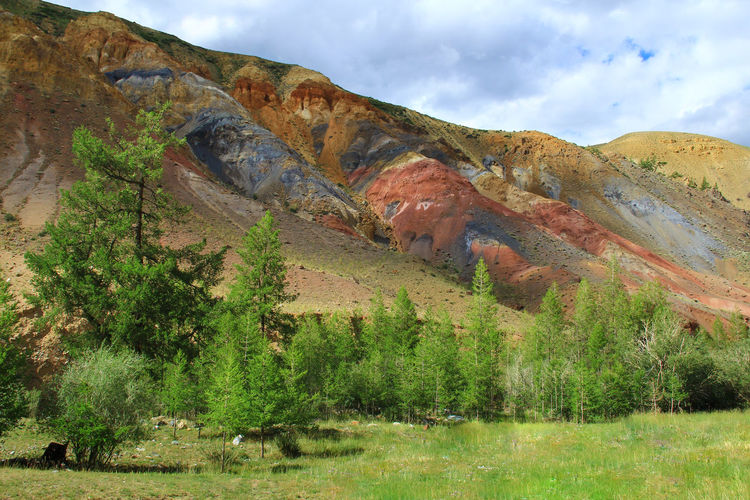 Slopes of multi-colored mountains with trees and a meadow in summer in the kyzyl-chin gorge, altay