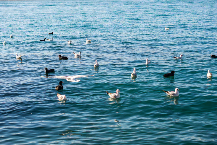 Ducks swimming in sea