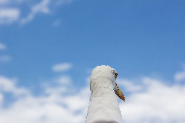 Low angle view of seagull against sky