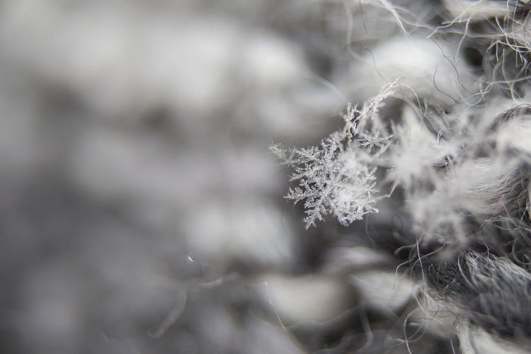 Close-up of snowflakes and frozen plants during winter
