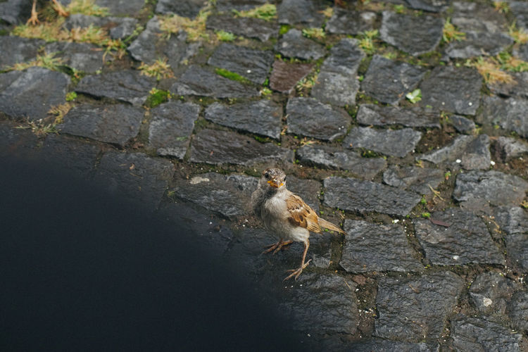 High angle view of bird perching on stone