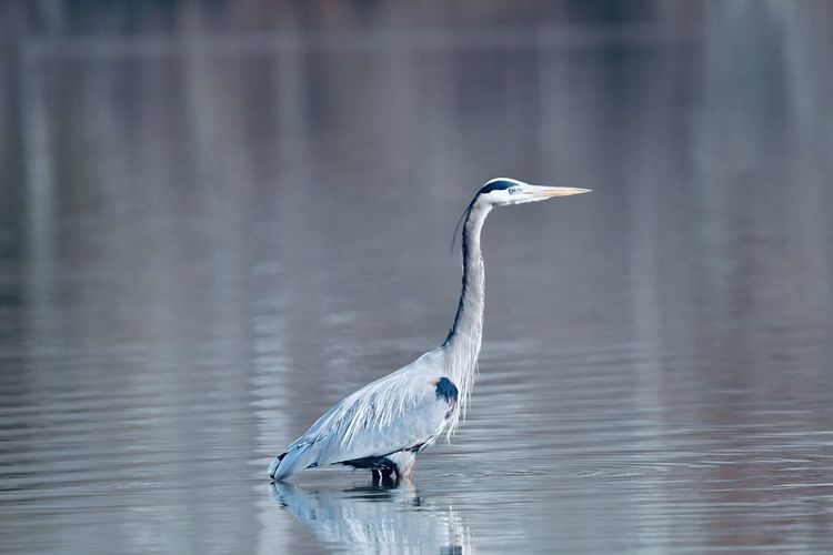 Gray heron in lake