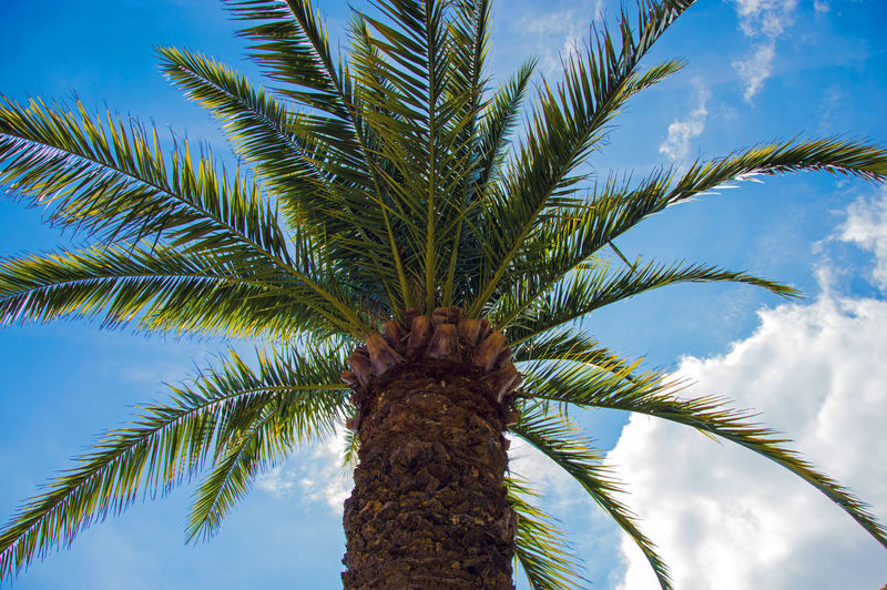 Date palm tree against cloudy sky