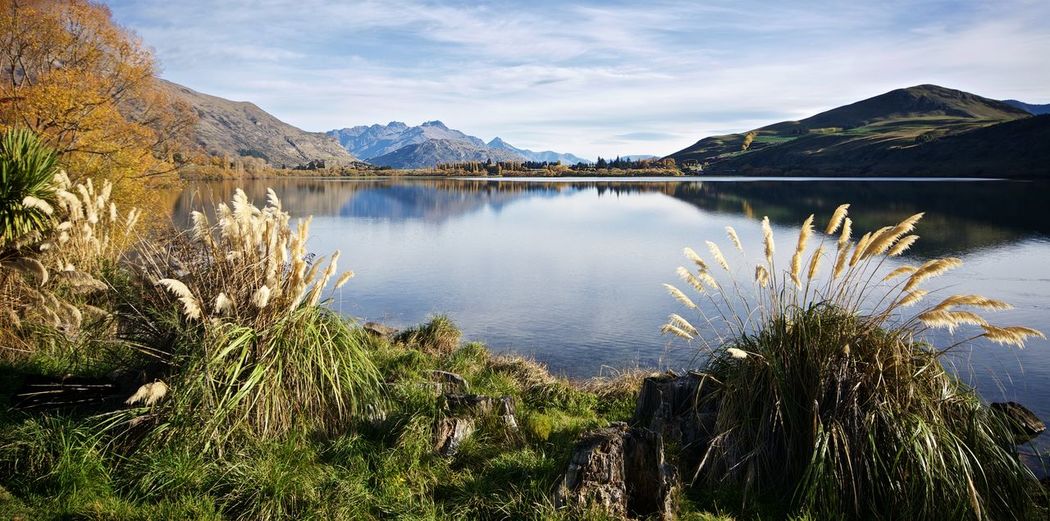 Plants grown on the shore of hayes lake in new zealand