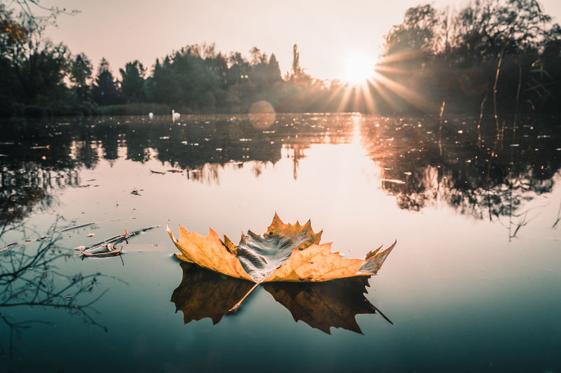 Autumn leaves on lake against sky during sunset