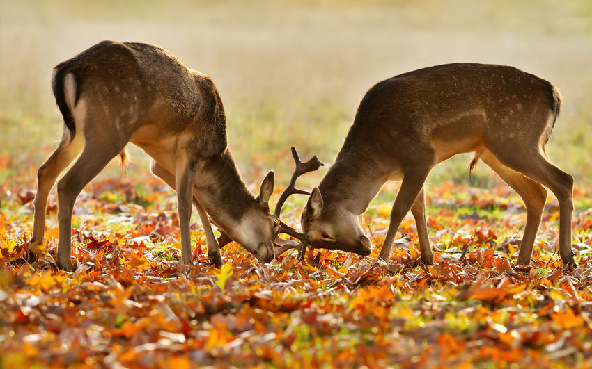 Side view of deer fighting on land during autumn