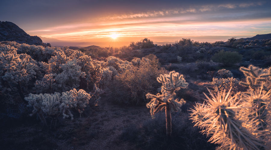 Streaking sunrise illuminates a field of cholla cactus in the sonoran desert 