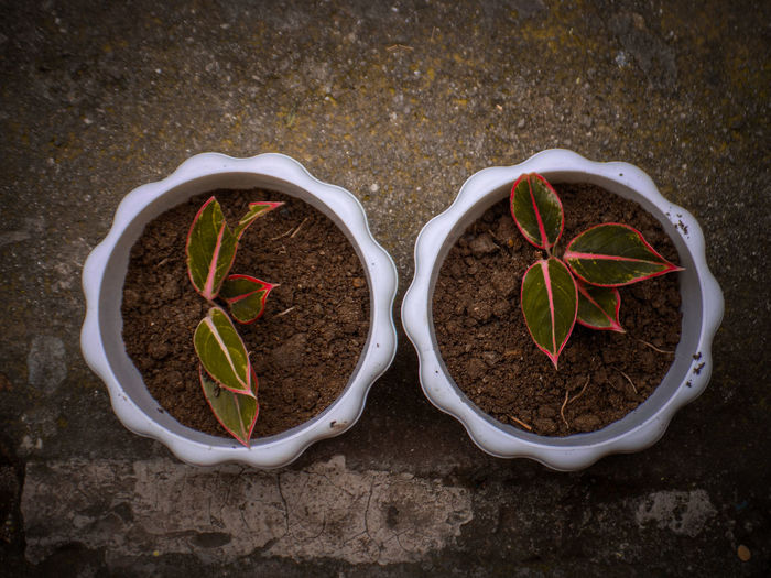 High angle view of potted plants