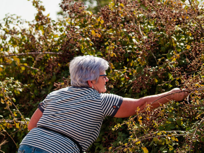 Senior woman harvesting berry fruits