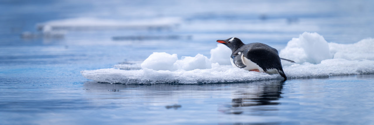 Penguin swimming in sea