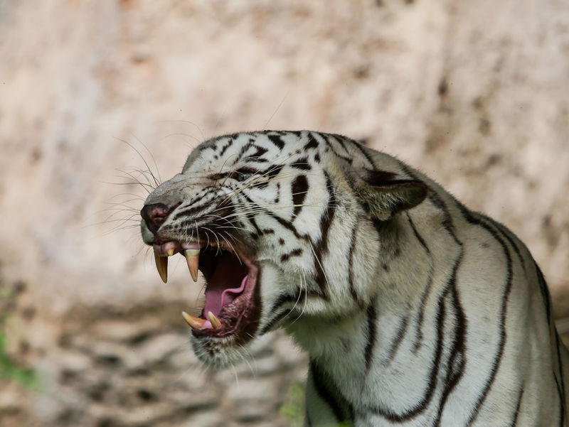 white tiger snarling